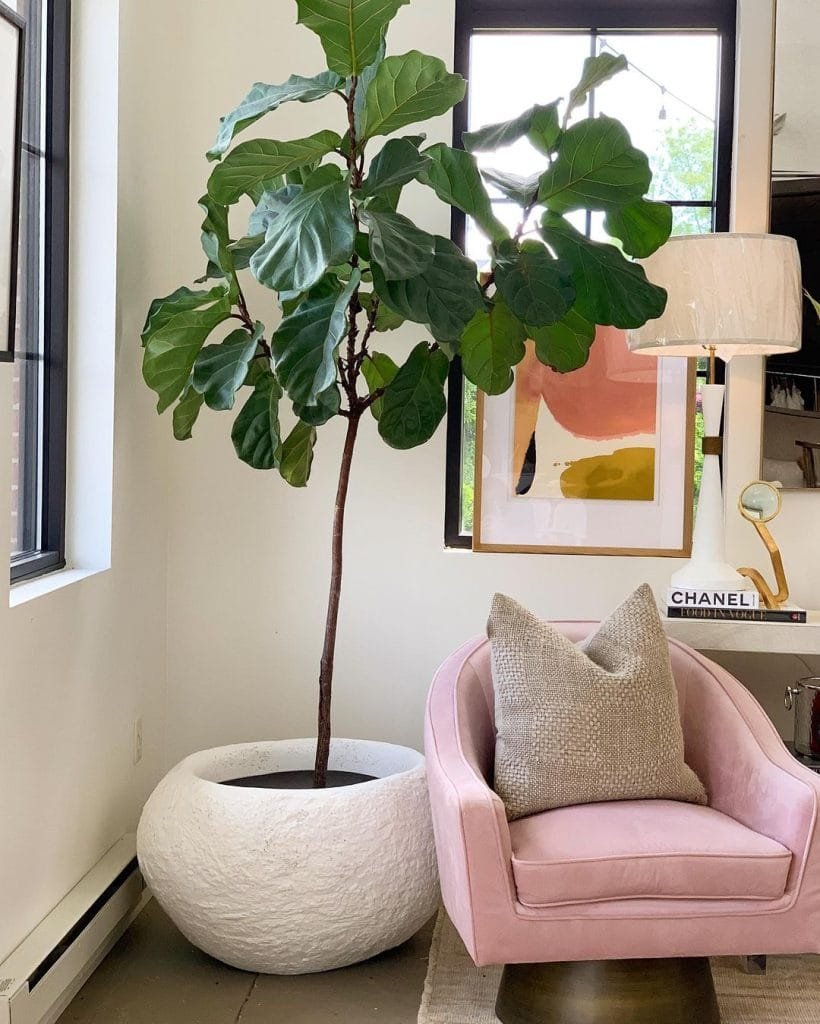 A stylish interior featuring 10 funky decor ideas, including a large potted fiddle leaf fig tree next to a pink armchair, under a lamp, with abstract wall art in the background.