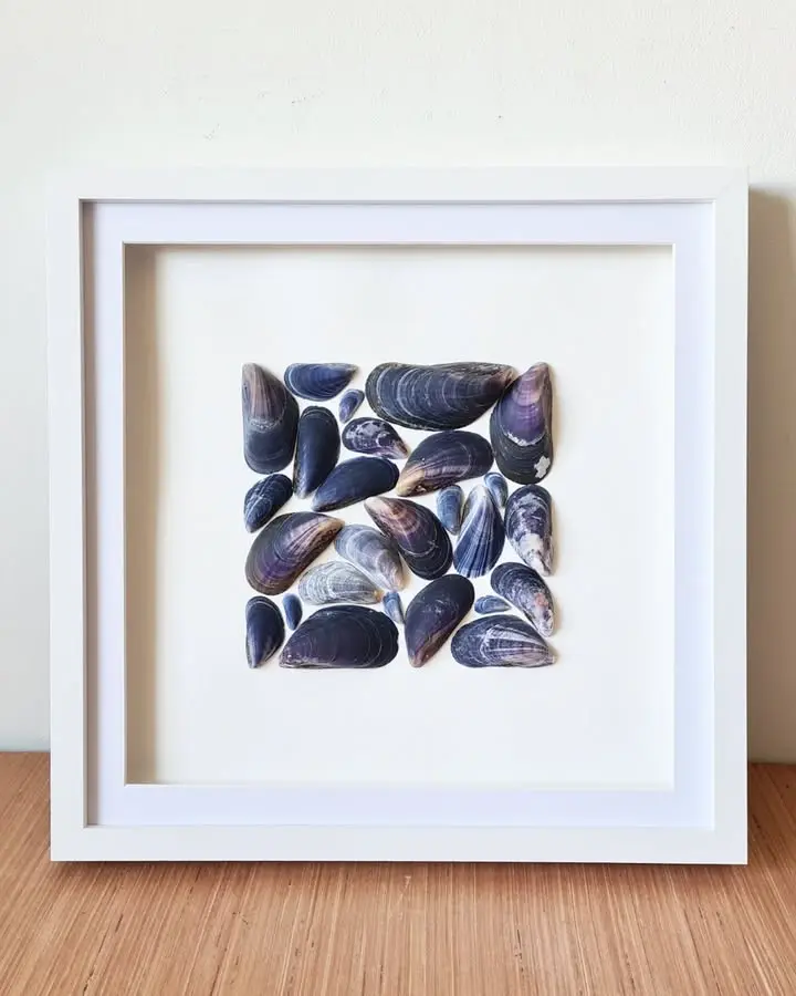 A white-framed art piece displaying an arrangement of dark clam shells set in a square pattern on a white background.