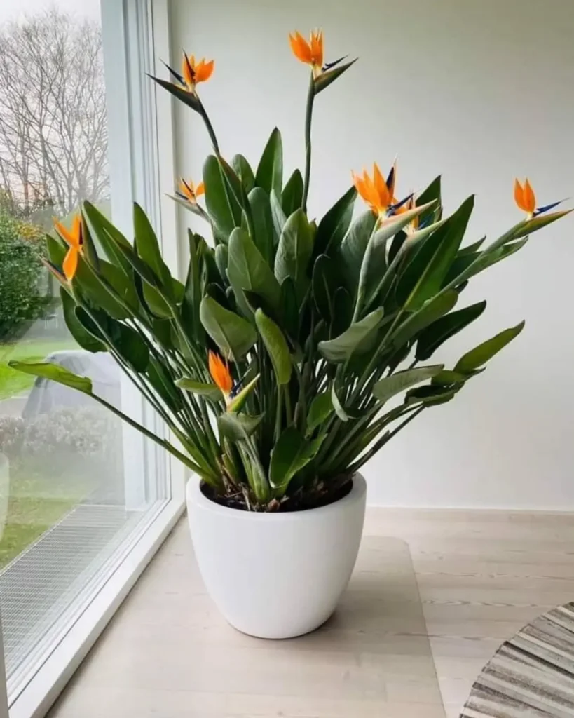 A large potted bird of paradise plant with orange and blue flowers sits by a window on a light wood floor in a modern room.