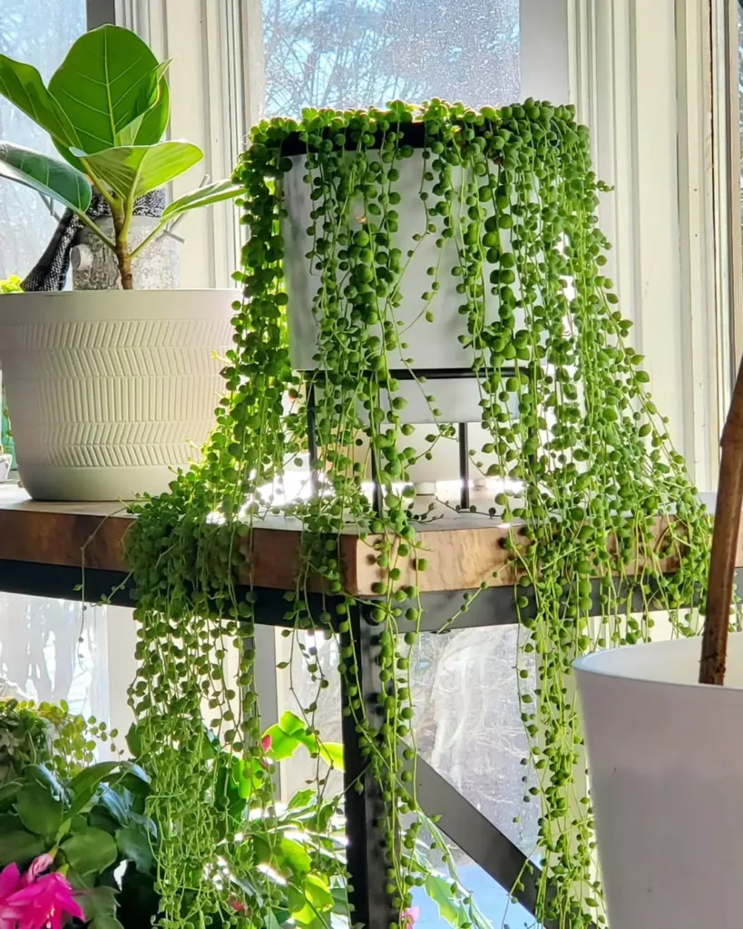 A string of pearls plant with long trailing stems sits on a wooden shelf by a sunlit window, surrounded by other potted plants.