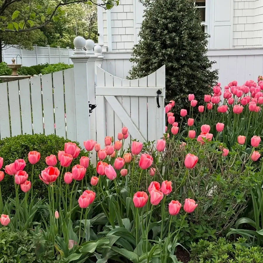 A garden with pink tulip flowers and a white fence.